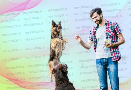 Entrenamiento para Perros de Hogar 4 entrenamiento para perros de hogar 652b911597a73
